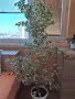 Продавам фокус Бенджамин с шарени листа., снимка 2