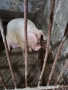 Продавам прасе, снимка 3