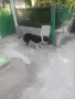  Любимци кучета !!!, снимка 3