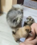 Померан / Померани, снимка 6