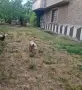 Продавам работещи двойки малай серами, снимка 1