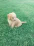Малтипу/Maltipoo, снимка 17