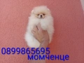 Женски Померан на 3 месеца. Реални снимки от 15.06.26 г. , снимка 6