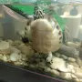 Водни костенурки, снимка 2