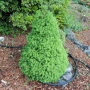 Мини Смърч Коника (Picea glauca 'Conica'), снимка 9