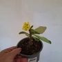 Стайно Цвете Исусов Венец, снимка 7