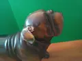 Порцеланово Куче Английски Булдог Внос от Англия, снимка 7