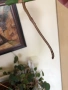 Резник monstera Aurea variegated , снимка 4