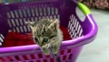 Подарявам 4 малки котенца, снимка 4