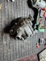 Audi A4 B7 2.0 tdi BPW части, снимка 2