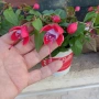 фуксия обичка каскадни , снимка 2