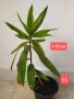 Драцена Dracaena angustifolia!, снимка 1