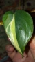 Резник philodendron Rio , снимка 1