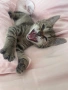 Котенце , снимка 5