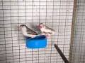зеброви амадини , снимка 1