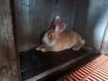 Продавам зайци., снимка 5