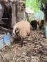 Продавам Овце и Агнета, снимка 4