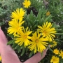 Delosperma cooperi Ice Cream Yellow (Делосперма жълта), снимка 2