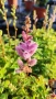 Астилбе, Astilbe, многогодишно за сянка!!, снимка 4