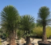 Уникална студоустойчива дървовидна юка Yucca filifera , снимка 2