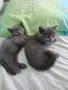Британски Късокосмести котета, снимка 4