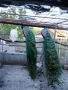 Пауни, снимка 1