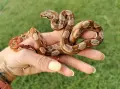Boa constrictor imperator /боа/змия, снимка 4