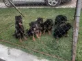 Търсят си нов дом., снимка 1