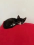 МЪЖКО КОТЕНЦЕ Търси дом, снимка 15