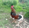 оплодени яйца от шведска цветна кокошка за люпене swedish flower hen, снимка 7