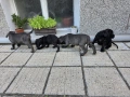 Кучета Кане Корсо, снимка 10