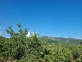 Продавам кюстендилски бели и червени череши, снимка 5