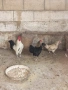 Продавам декоративни кокошки, снимка 1