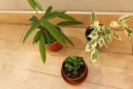 Три броя растения от род Фикус, Ficus alii, Ficus benjamin, Ficus ging-seng, 2 евро ! , снимка 1