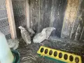 пъдпъдъци на 20 дни, снимка 5