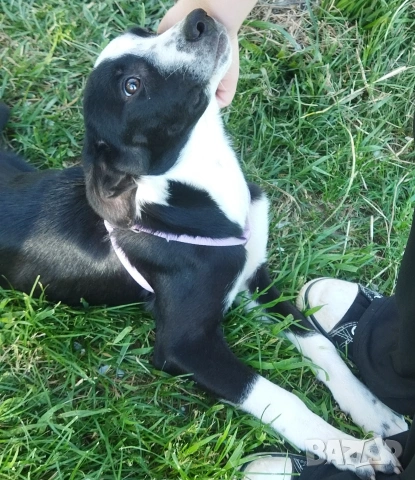 СПЕШНО ПОДАРЯВАМ ПЕТ ГОНЧЕТА БЕБЕТА