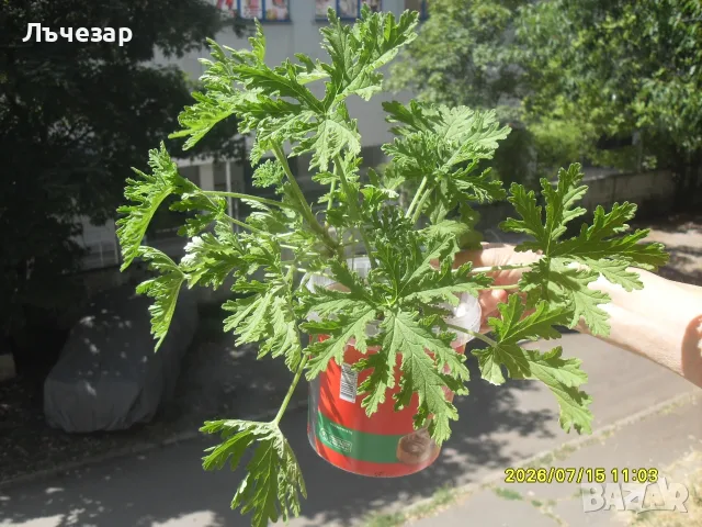 Продавам цвете "ИНДРИШЕ"