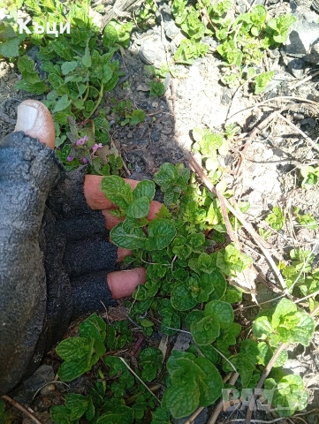 Корен от Мента, цената е за 2броя корени., снимка 3 - Градински цветя и растения - 52059927