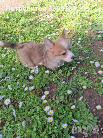 Уелско Корги Пембруг 