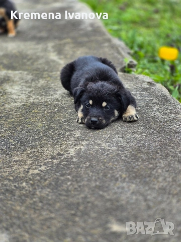 подарявам женски кученца, снимка 3 - Други - 54102819
