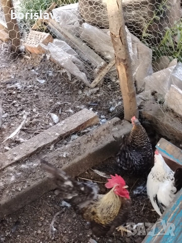 Продавам яйца за лупене