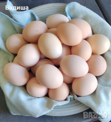 Продавам двумесечни пилета, снимка 3 - други­ - 54875750