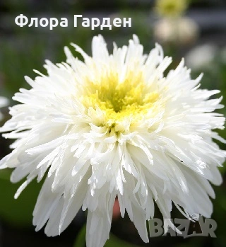 МНОГОГОДИШНИ ЦВЕТЯ, снимка 6 - Градински цветя и растения - 54414684