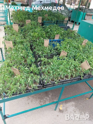## 🍅 **ПРОДАВАМ ПЪРВОКЛАСЕН РАЗСАД ДОМАТИ ОТ ПРОИЗВОДИТЕЛ** 🍅, снимка 9 - Разсади - 54156535