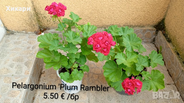Колекционерско мушкато Pelargonium Plum Rambler / Зонално мушкато 