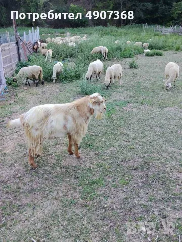 Продавам пръчове за разплод 