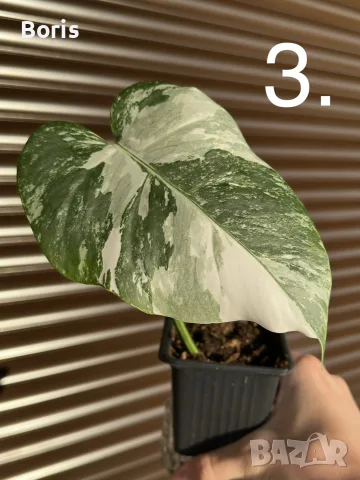 Monstera Albo Variegata (Монстера Албо Вариегата), снимка 5 - Стайни растения - 54804626