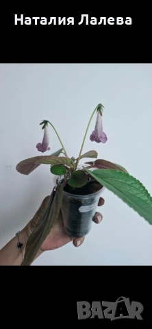Синингия, sinningia Prima Dona, снимка 4 - Стайни растения - 55099641