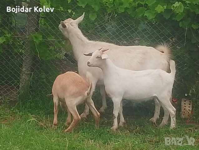 Продавам коза и яре, снимка 2 - Кози - 54885906