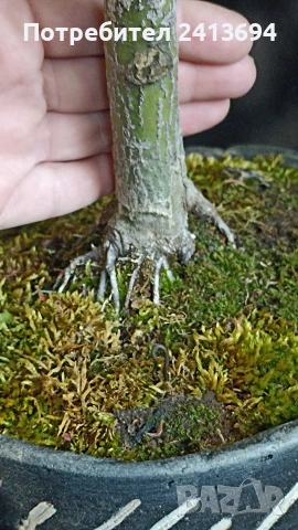 бонсай японски клен bonsai Acer palmatum , снимка 3 - Градински цветя и растения - 54180116
